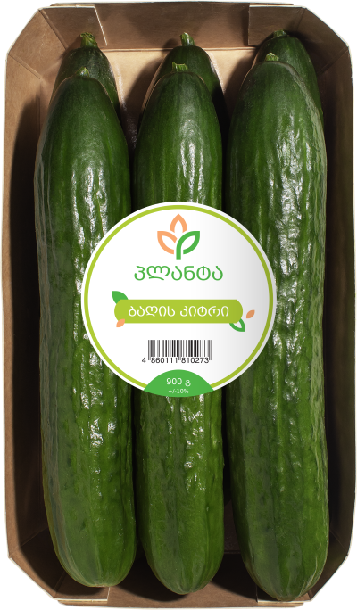 ბაღის კიტრი