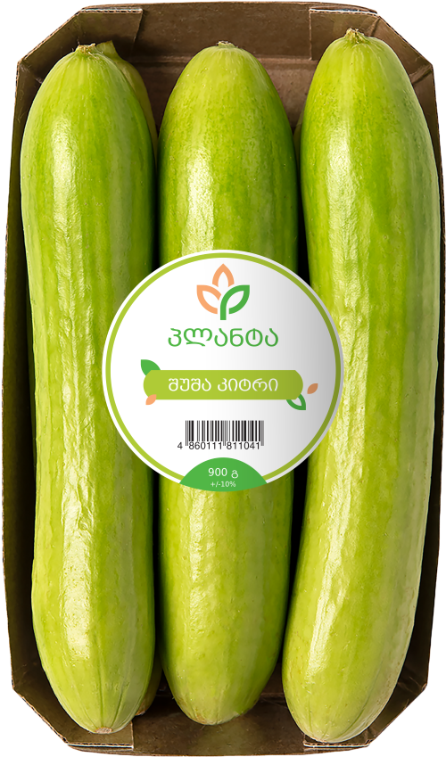 შუშა კიტრი