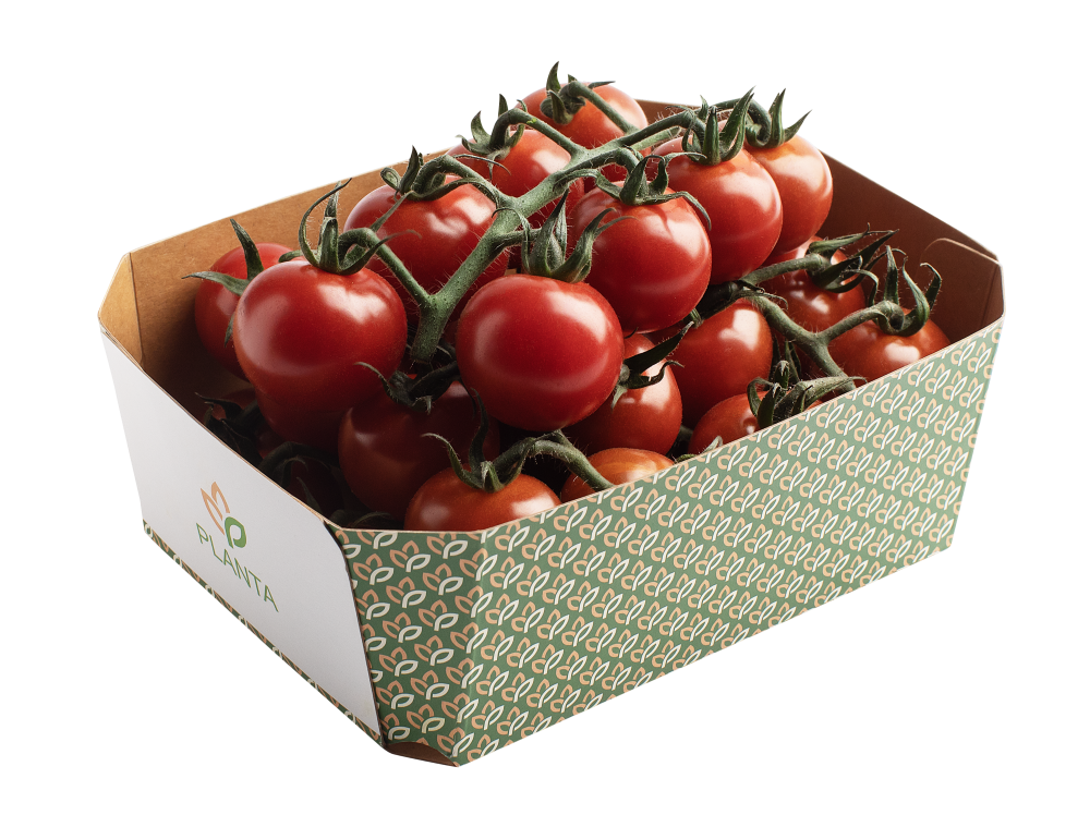 ჩერი მტევანზე